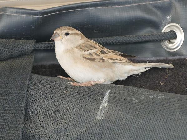 <h3><a href="/trips/tanzania/biota/animalia/chordata/aves/040 passeriformes/113 passeridae/passer domesticus/passer domesticus-nl.html">Passer&nbsp;domesticus</a> / House&nbsp;sparrow / Huismus</h3>OM-1 Mark II met OLYMPUS M.150-400mm F4.5, 1/1000 sec  bij F4.5, ISO 10000, afstand 4.55&nbsp;m